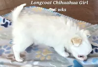 AKC Longcoat Thelma's Girl, a female Chihuahua for sale in Canton, TX – 4 of 10