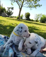 Dalmatian Yellow Boy, a male Dalmatian for sale in Canton, TX – Photo 5 of 10
