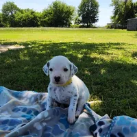 Dalmatian Yellow Boy, a male Dalmatian for sale in Canton, TX – Photo 1 of 10