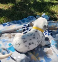 Dalmatian Yellow Boy, a male Dalmatian for sale in Canton, TX – Photo 7 of 10