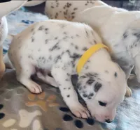 Dalmatian Yellow Boy, a male Dalmatian for sale in Canton, TX – Photo 3 of 10