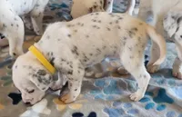 Dalmatian Yellow Boy, a male Dalmatian for sale in Canton, TX – Photo 4 of 10