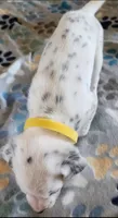 Dalmatian Yellow Boy, a male Dalmatian for sale in Canton, TX – Photo 8 of 10