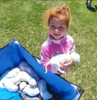 Dalmatian Yellow Boy, a male Dalmatian for sale in Canton, TX – Photo 10 of 10