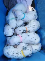 Dalmatian Yellow Boy, a male Dalmatian for sale in Canton, TX – Photo 9 of 10