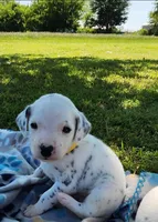 Dalmatian Yellow Boy, a male Dalmatian for sale in Canton, TX – Photo 6 of 10
