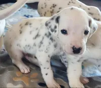 Dalmatian Yellow Boy, a male Dalmatian for sale in Canton, TX – Photo 2 of 10