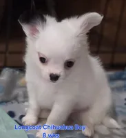 AKC Longcoat Chihuahua white boy, a male Chihuahua for sale in Canton, TX – 5 of 10