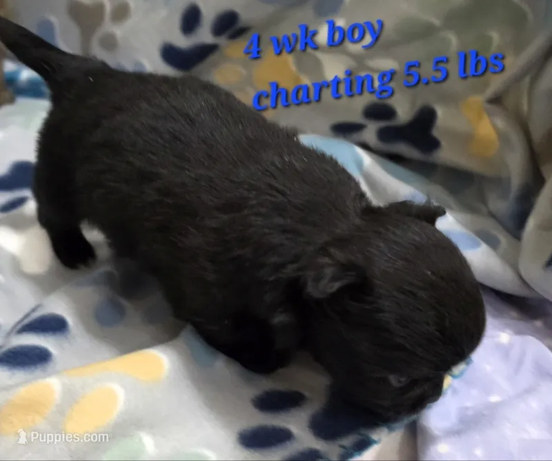 AKC Longcoat Chihuahua Blue Boy – Chihuahua puppy for sale in Canton, TX