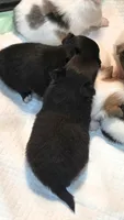 AKC Longcoat Chihuahua Girl , a female Chihuahua for sale in Canton, TX – 6 of 10