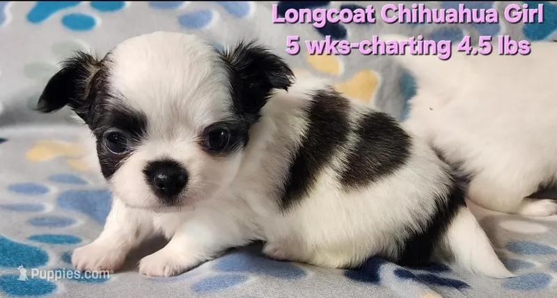 AKC Longcoat Girl Chihuahua  – Chihuahua puppy for sale in Canton, TX