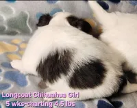 AKC Longcoat Girl Chihuahua , a female Chihuahua for sale in Canton, TX – Photo 2 of 8