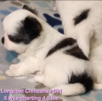 AKC Longcoat Girl Chihuahua , a female Chihuahua for sale in Canton, TX – Photo 6 of 8