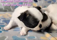 AKC Longcoat Girl Chihuahua , a female Chihuahua for sale in Canton, TX – Photo 3 of 8