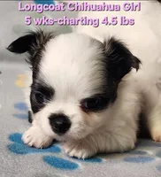 AKC Longcoat Girl Chihuahua , a female Chihuahua for sale in Canton, TX – Photo 4 of 8