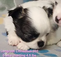 AKC Longcoat Girl Chihuahua , a female Chihuahua for sale in Canton, TX – Photo 5 of 8