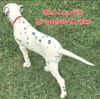 Dalmatian Red Girl, Lua, a female Dalmatian for sale in Canton, TX – 3 of 10