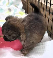 AKC Longcoat Chihuahua Girl , a female Chihuahua for sale in Canton, TX – 4 of 10