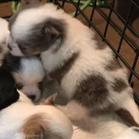 AKC Longcoat Boy , a male Chihuahua for sale in Canton, TX – 1 of 10
