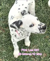Dalmatian Pink Girl, Lua, a female Dalmatian for sale in Canton, TX – 2 of 10