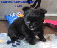 AKC Longcoat Chihuahua Blue Boy, a male Chihuahua for sale in Canton, TX – 10 of 10