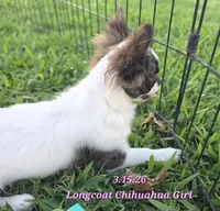 AKC Longcoat Girl Chihuahua , a female Chihuahua for sale in Canton, TX – 3 of 10