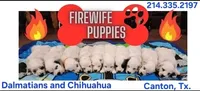 Dalmatian Red Girl, Lua, a female Dalmatian for sale in Canton, TX – 9 of 10