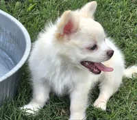 AKC Longcoat Chihuahua Boy, a male Chihuahua for sale in Canton, TX – 5 of 8