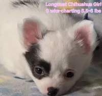 AKC Longcoat Chihuahua Girl , a female Chihuahua for sale in Canton, TX – 3 of 10