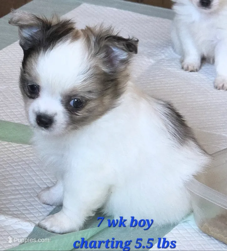 AKC Longcoat Boy  – Chihuahua puppy for sale in Canton, TX