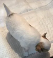 AKC Longcoat Chihuahua Boy , a male Chihuahua for sale in Canton, TX – 4 of 10