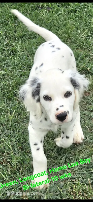 Dalmatian Longcoat Lua Green Boy – Dalmatian puppy for sale in Canton, TX