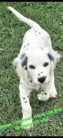 Dalmatian Longcoat Lua Green Boy, a male Dalmatian for sale in Canton, TX – 1 of 10