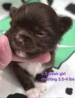 AKC LONGCOAT PURPLE GIRL , a female Chihuahua for sale in Canton, TX – 7 of 9