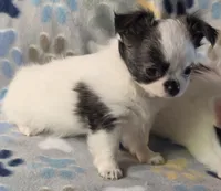 AKC Longcoat Girl Chihuahua , a female Chihuahua for sale in Canton, TX – 7 of 10