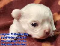 AKC Longcoat Chihuahua Boy, a male Chihuahua for sale in Canton, TX – Photo 4 of 10