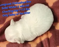 AKC Longcoat Chihuahua Boy, a male Chihuahua for sale in Canton, TX – Photo 6 of 10