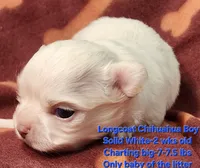 AKC Longcoat Chihuahua Boy, a male Chihuahua for sale in Canton, TX – Photo 1 of 10