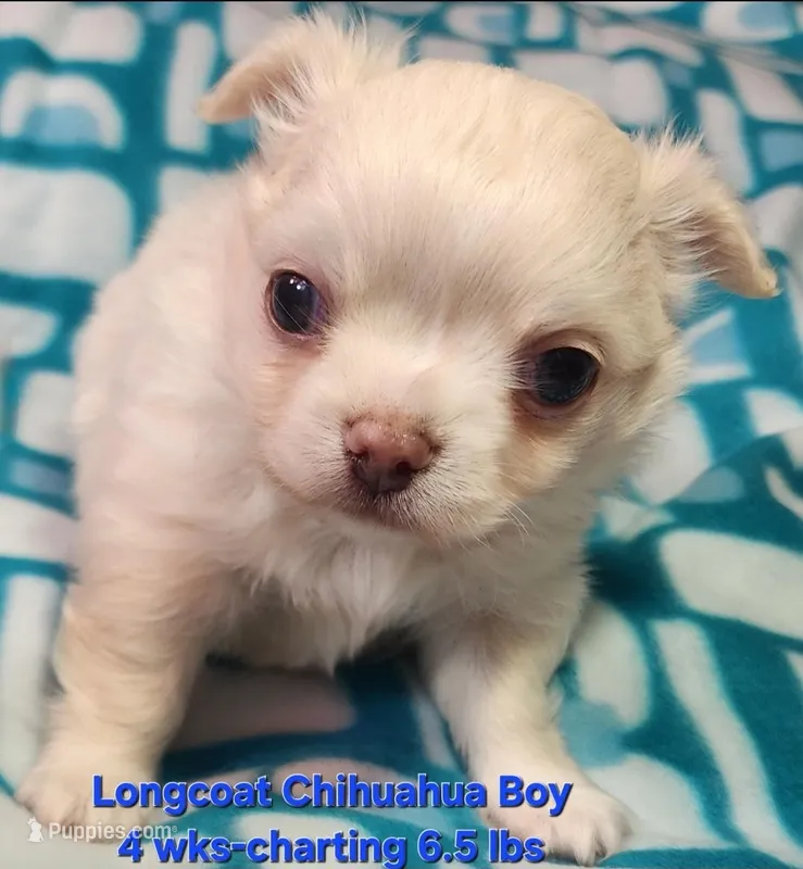 AKC Longcoat Chihuahua Boy – Chihuahua puppy for sale in Canton, TX