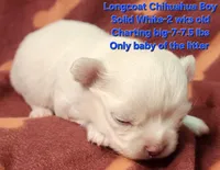 AKC Longcoat Chihuahua Boy, a male Chihuahua for sale in Canton, TX – Photo 7 of 10