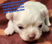 AKC Longcoat Chihuahua Boy, a male Chihuahua for sale in Canton, TX – Photo 3 of 10