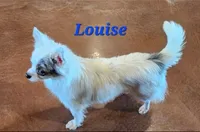 AKC Longcoat Chihuahua Boy, a male Chihuahua for sale in Canton, TX – Photo 10 of 10