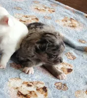 AKC Longcoat Chihuahua Merle Girl , a female Chihuahua for sale in Canton, TX – Photo 5 of 10