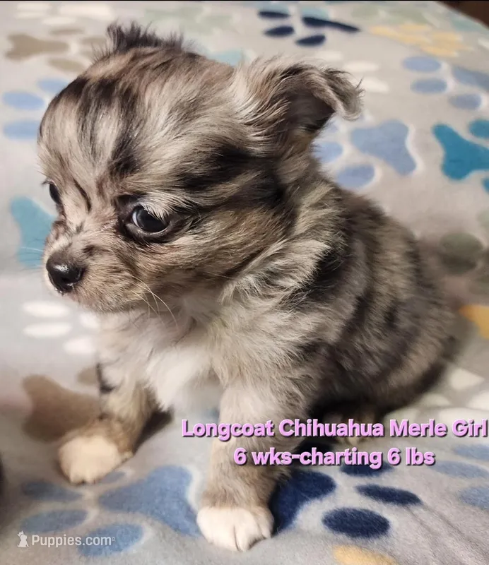 AKC Longcoat Chihuahua Merle Girl  – Chihuahua puppy for sale in Canton, TX