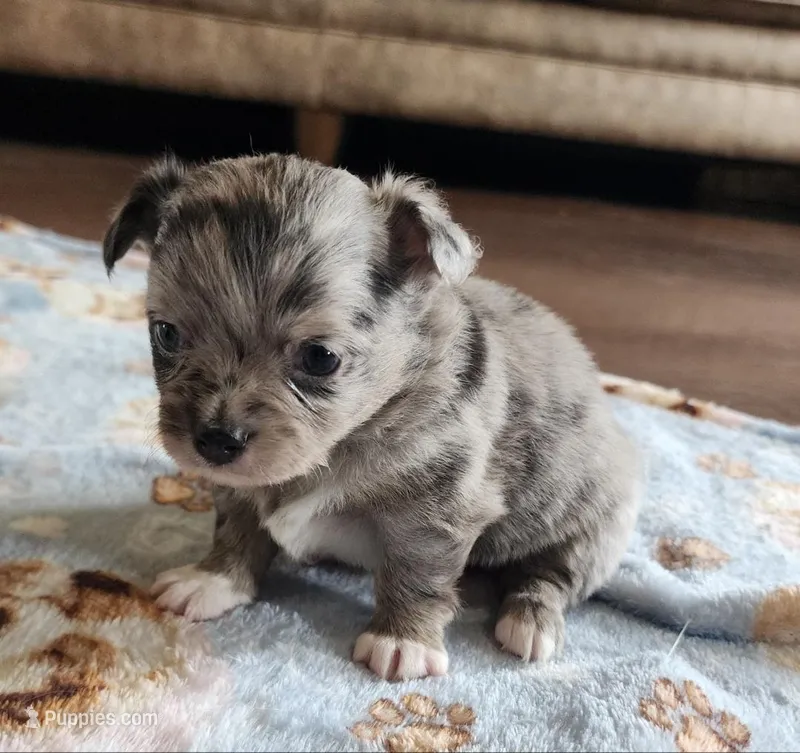AKC Longcoat Chihuahua Merle Girl  – Chihuahua puppy for sale in Canton, TX