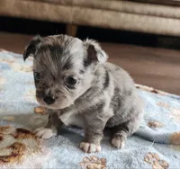 AKC Longcoat Chihuahua Merle Girl , a female Chihuahua for sale in Canton, TX – Photo 1 of 10