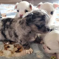 AKC Longcoat Chihuahua Merle Girl , a female Chihuahua for sale in Canton, TX – Photo 4 of 10