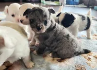 AKC Longcoat Chihuahua Merle Girl , a female Chihuahua for sale in Canton, TX – Photo 3 of 10