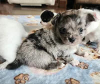 AKC Longcoat Chihuahua Merle Girl , a female Chihuahua for sale in Canton, TX – Photo 2 of 10