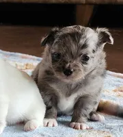 AKC Longcoat Chihuahua Merle Girl , a female Chihuahua for sale in Canton, TX – Photo 6 of 10